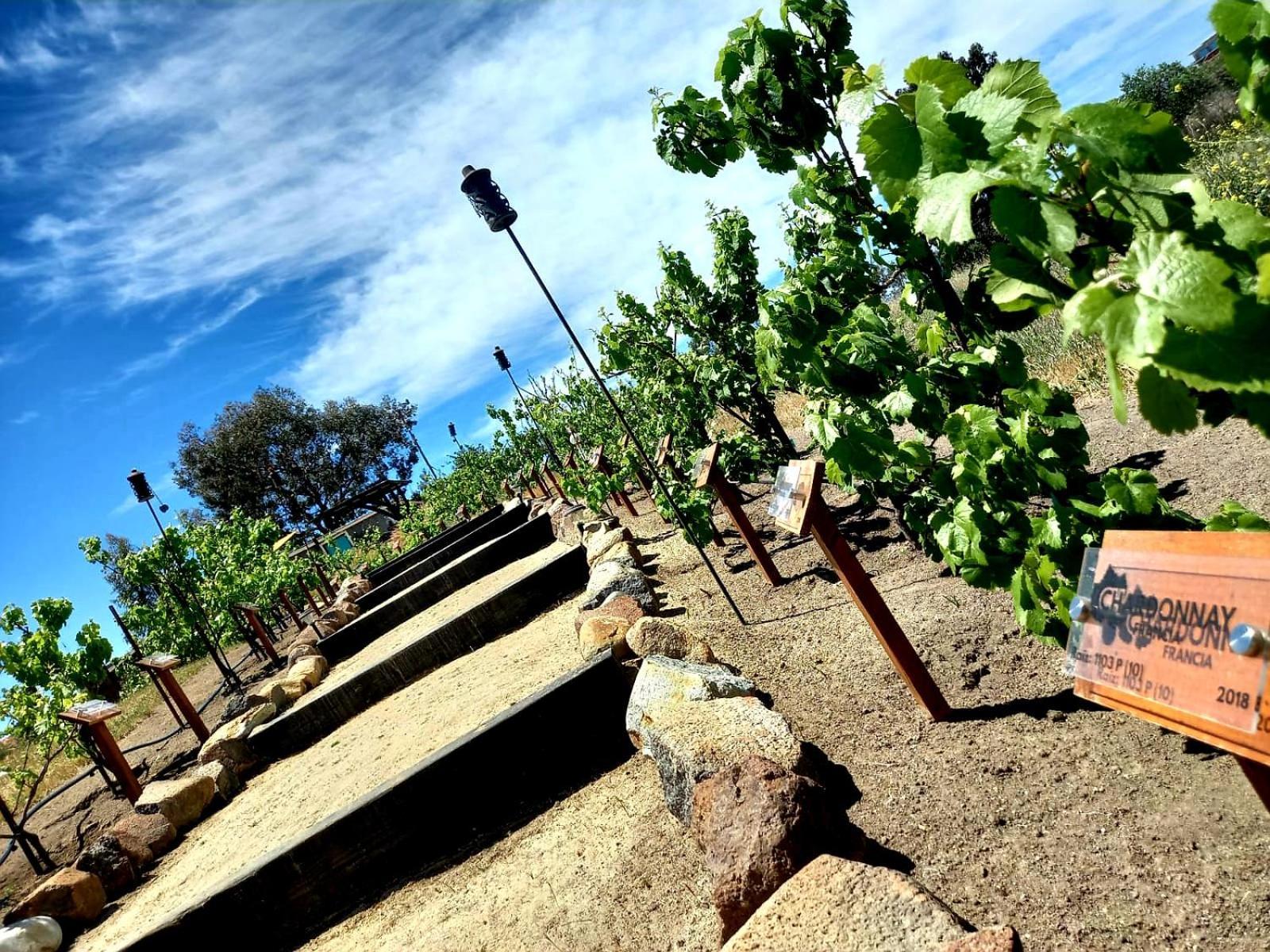 Finca Vidandrei Casa Eucalipto Valle de Guadalupe Esterno foto